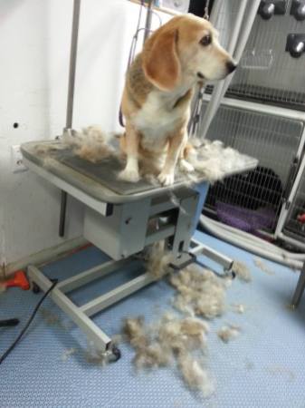 WHOH...harboring some dead coat that deshedding took care of.